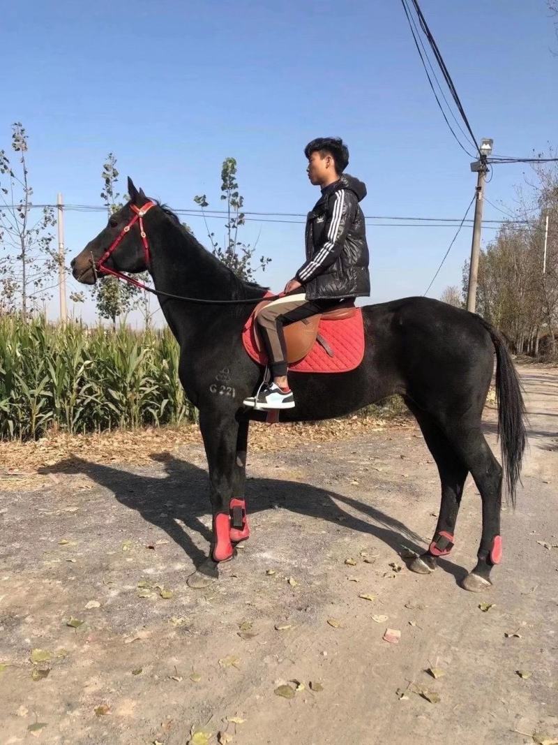 个人乘骑马，野骑马哪里有卖的多少钱一匹，