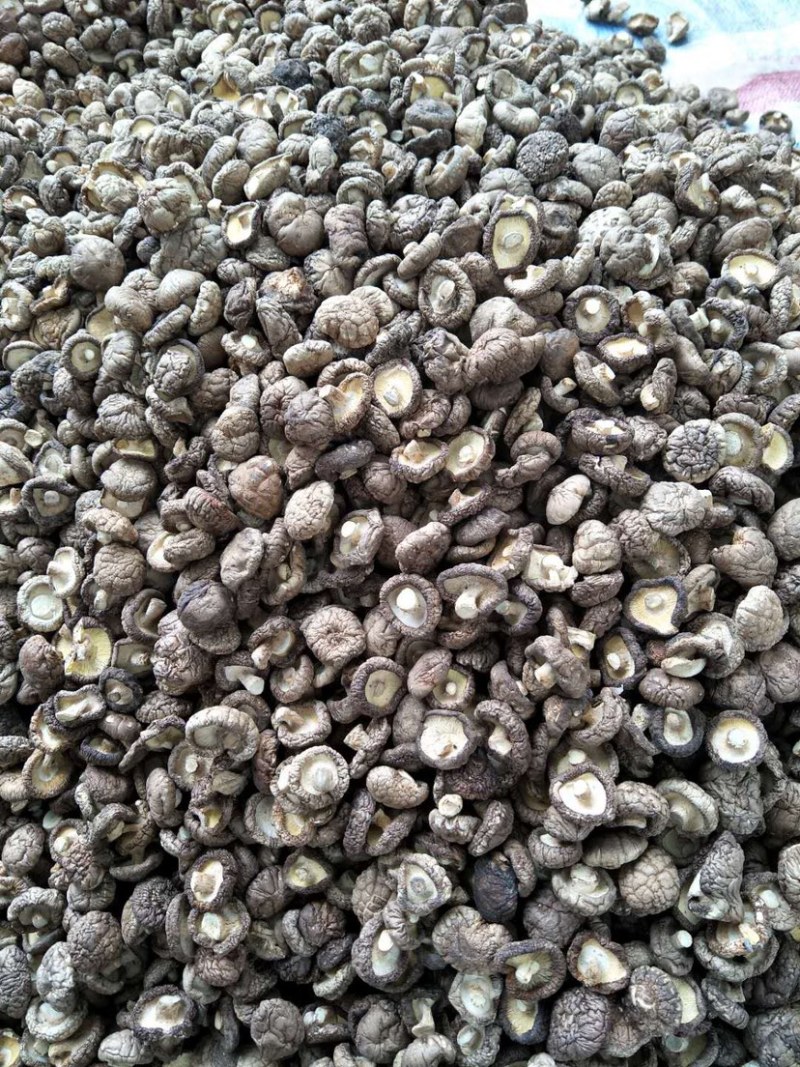 农户自家种植的干香菇，产量大，品质优等！价格均可协商