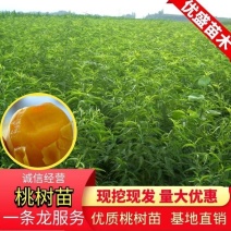 河南基地大量出售黄桃树苗现品质保证量大从优可以签合同