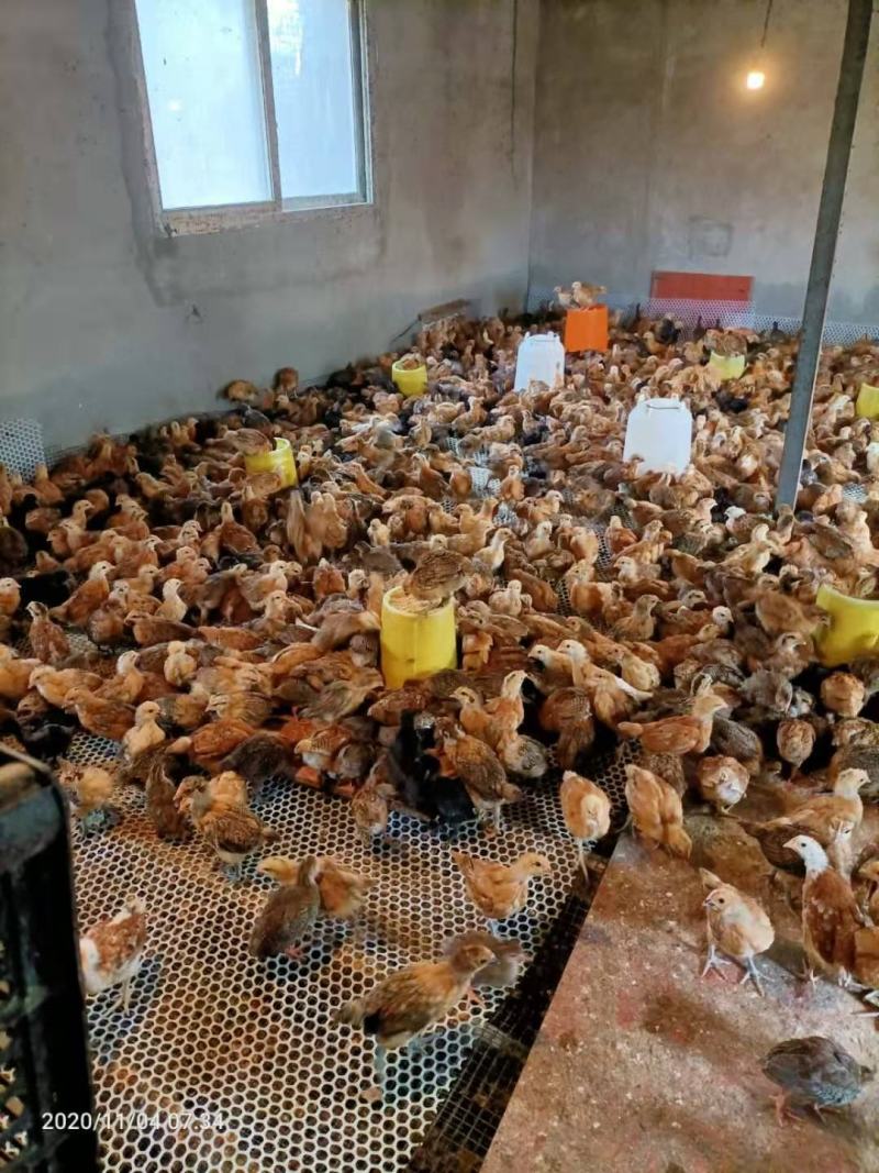 纯生态放养土鸡手工屠宰小时候的味道香味浓郁