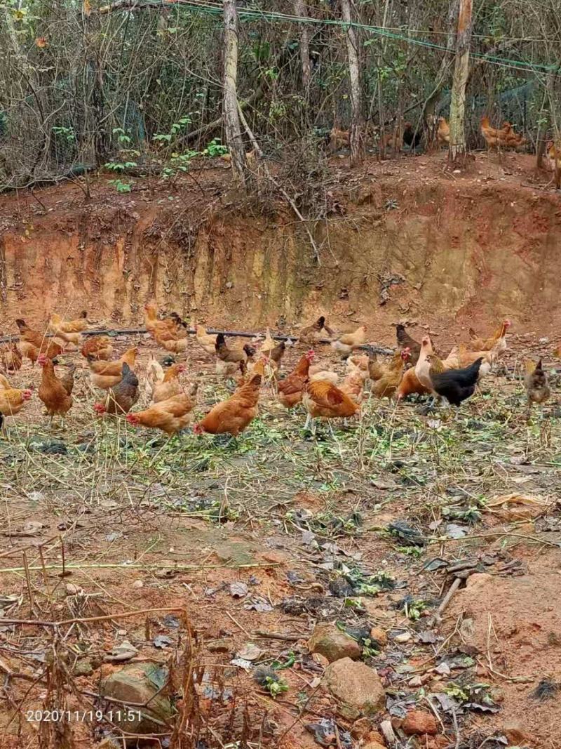 纯生态放养土鸡手工屠宰小时候的味道香味浓郁
