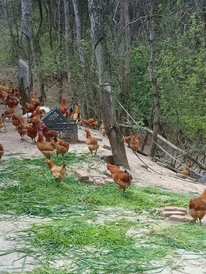 纯生态放养土鸡手工屠宰小时候的味道香味浓郁