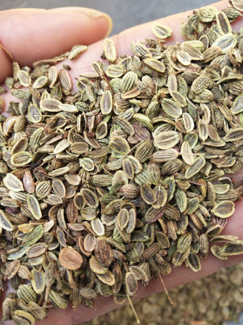 二年生纯新改良北防风种子