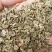 二年生纯新改良北防风种子