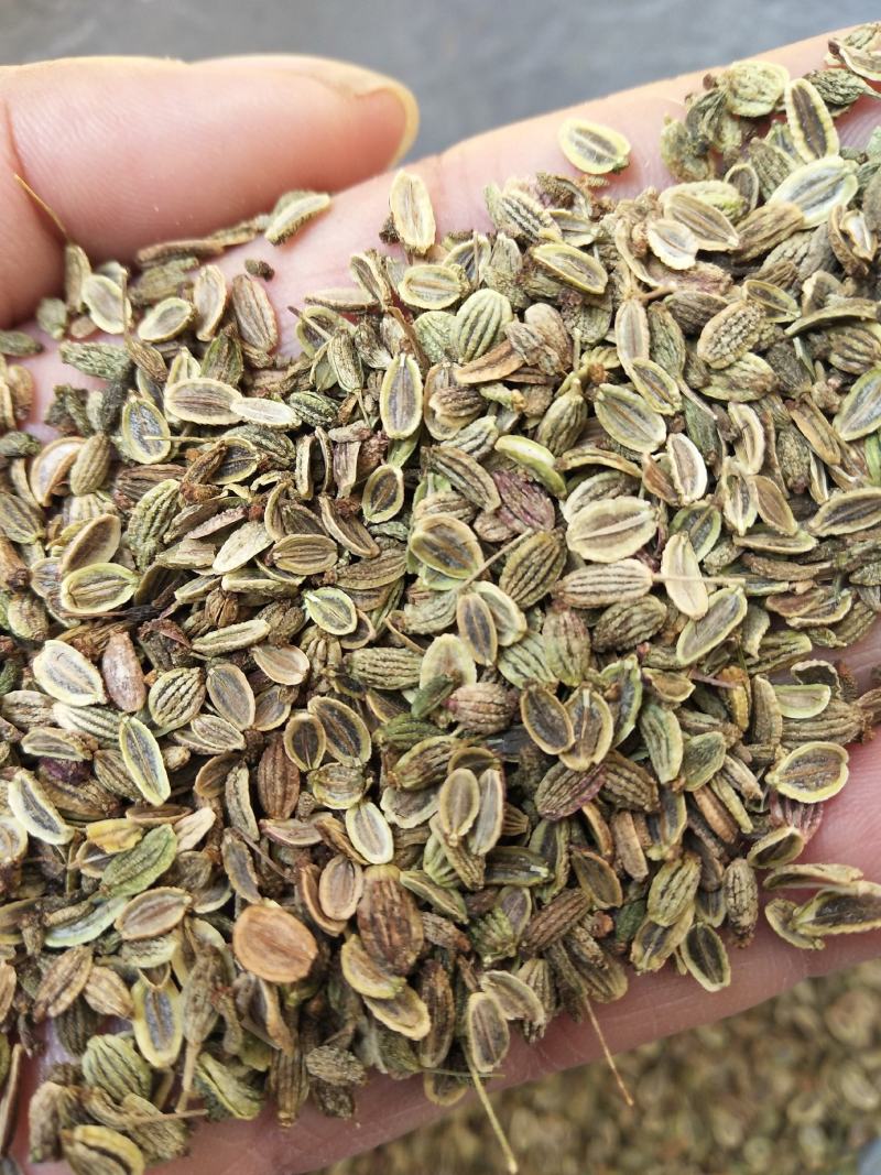 二年生纯新改良北防风种子