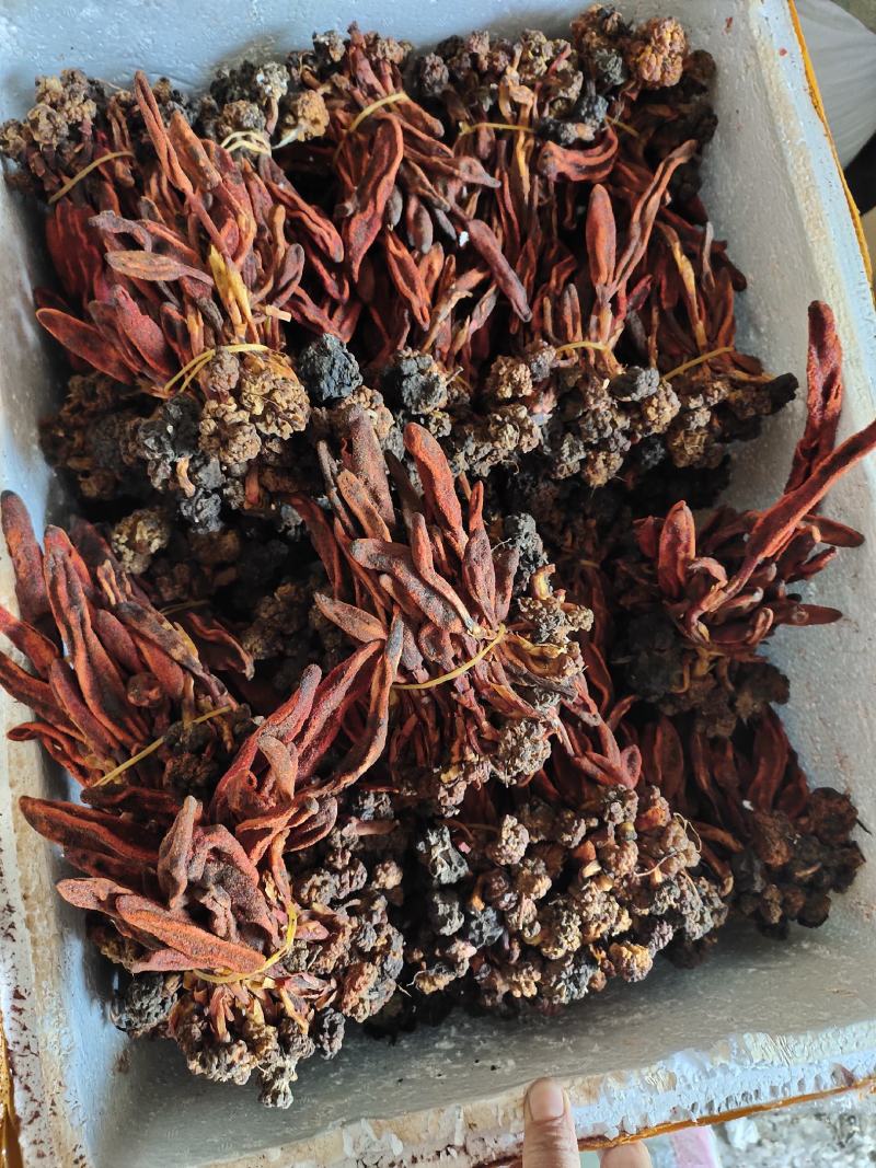 野生回春草干货广西大山深处回春草扎把无杂质