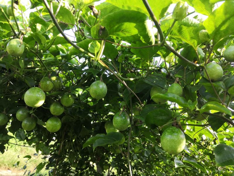 展零果业～芭乐味黄金百香果示范园