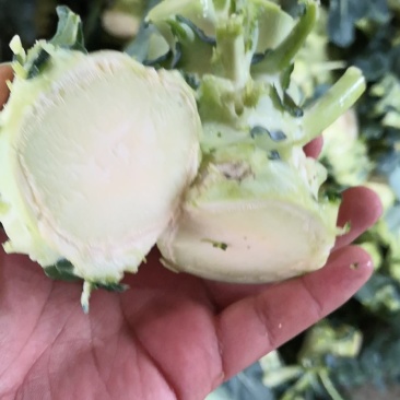 西兰花根子，腌制厂用，可提供半成品