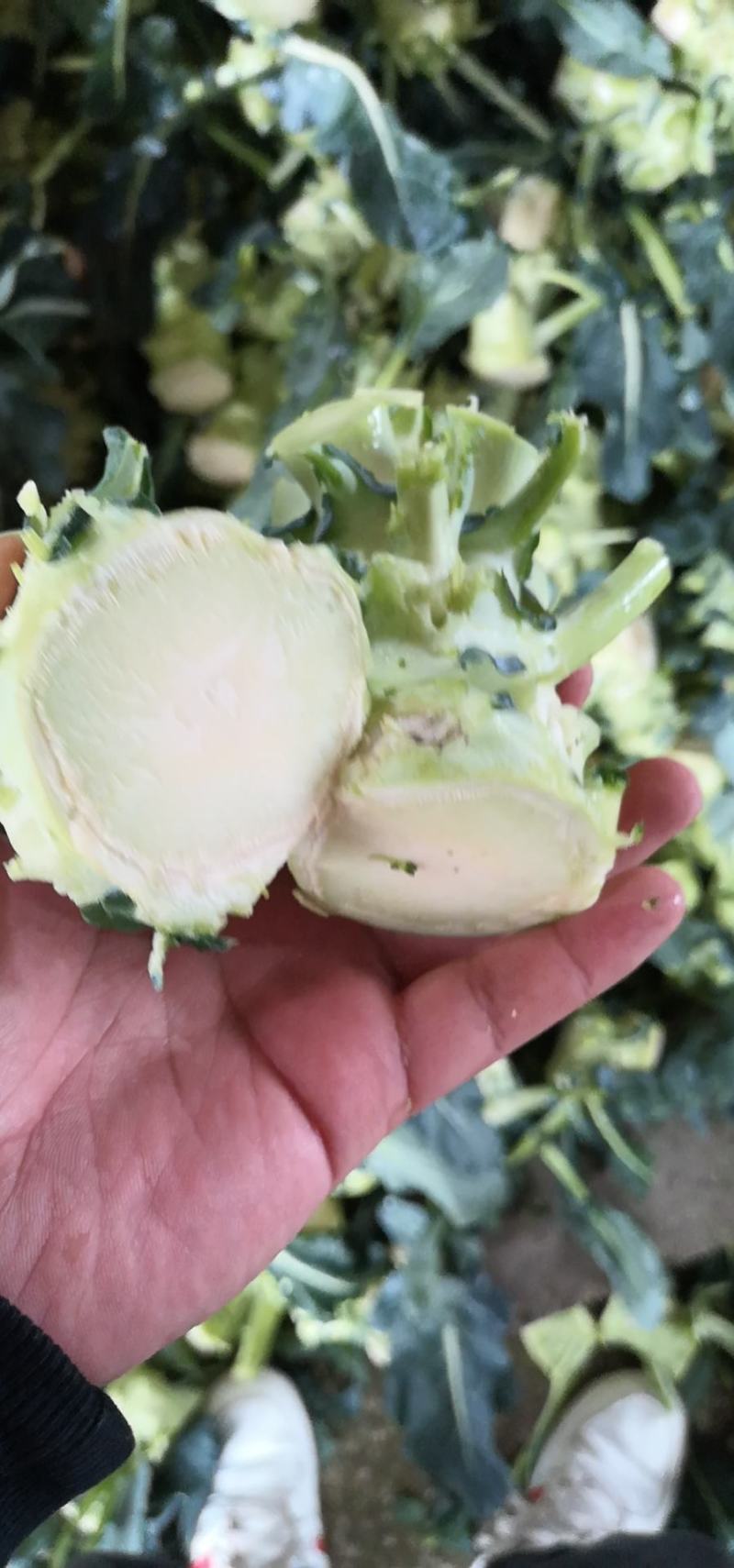 西兰花根子，腌制厂用，可提供半成品