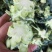 西兰花根子，腌制厂用，可提供半成品
