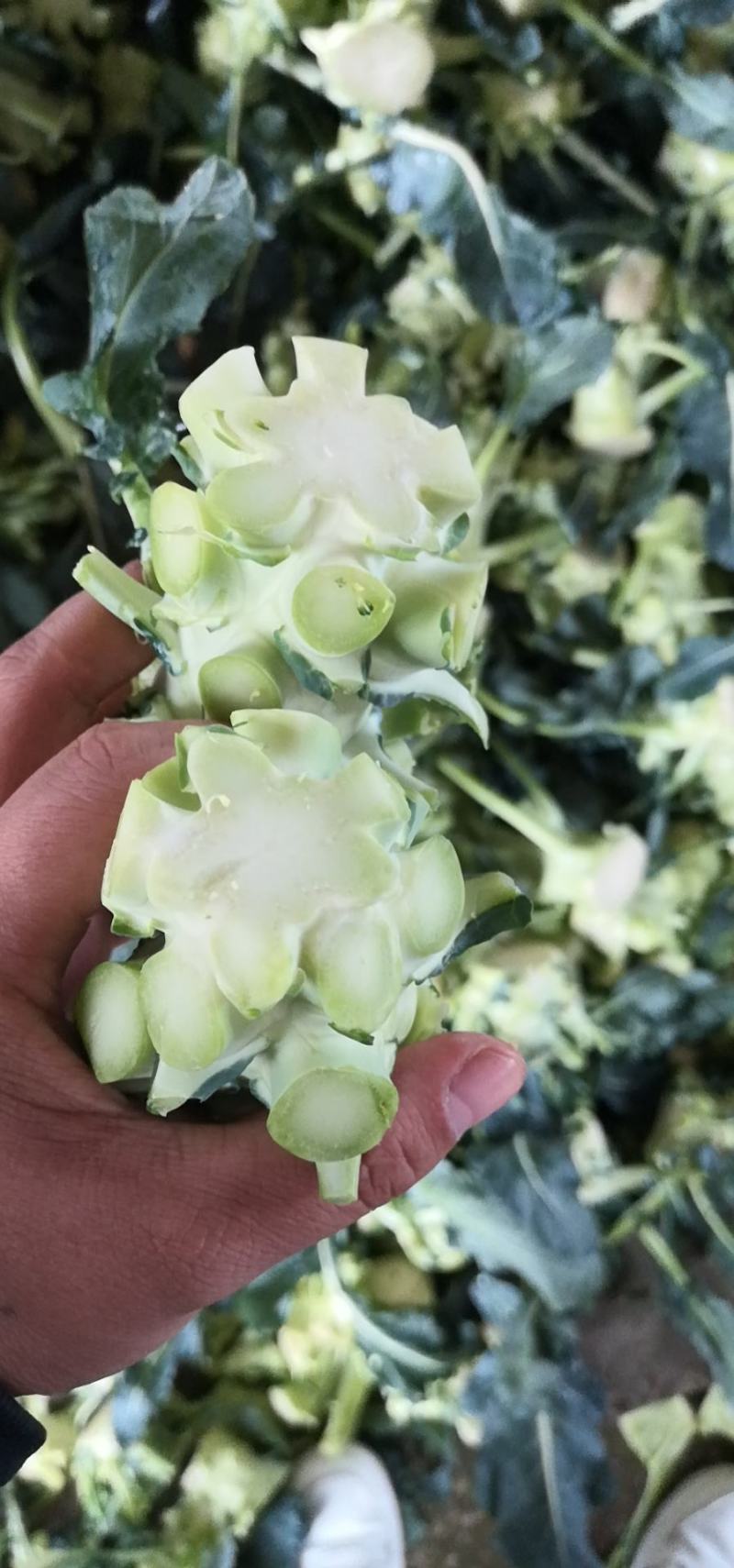 西兰花根子，腌制厂用，可提供半成品