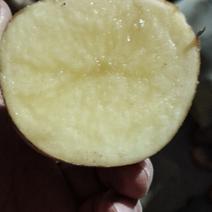 牡丹江尤金土豆三两起步，质量优，发往全国各地