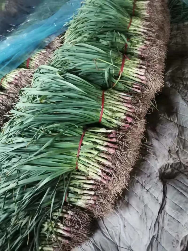 蒜苗，江苏徐州丰县精品红根蒜苗，可供水洗，毛货量大批发