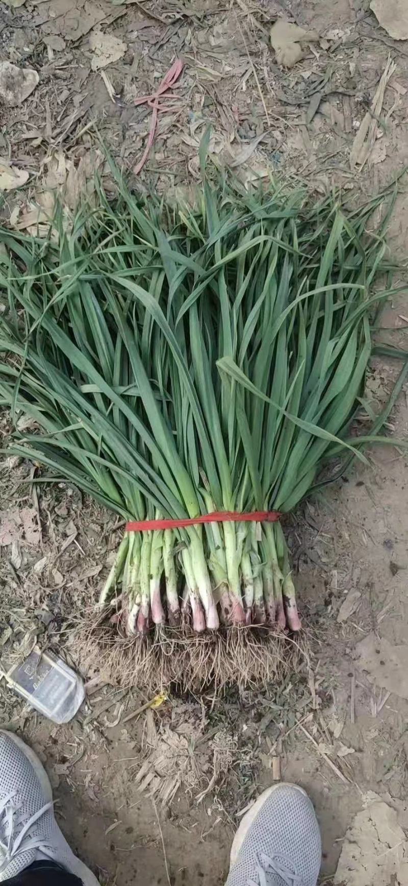 蒜苗，江苏徐州丰县精品红根蒜苗，可供水洗，毛货量大批发