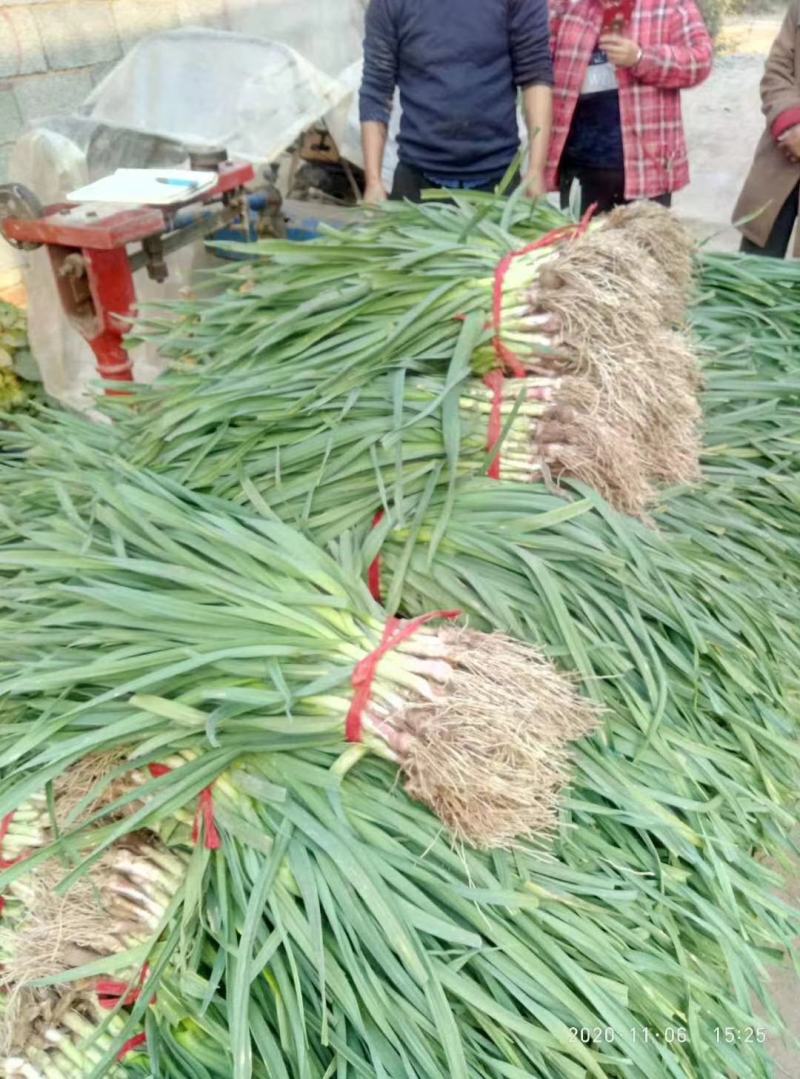 徐州丰县精品红根蒜苗，基地直发，货源充足，质量好价格便宜