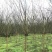 紫薇，川红紫薇，四川紫薇，大红紫薇基地直销