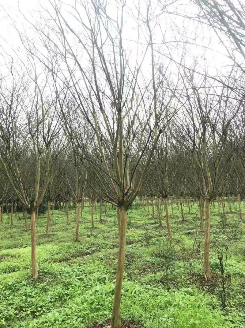 紫薇，川红紫薇，四川紫薇，大红紫薇基地直销