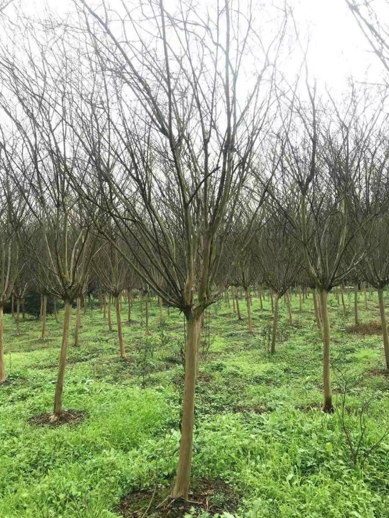 紫薇，川红紫薇，四川紫薇，大红紫薇基地直销