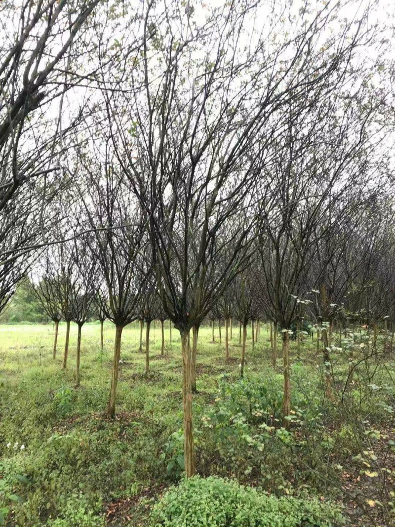 紫薇，川红紫薇，四川紫薇，大红紫薇基地直销