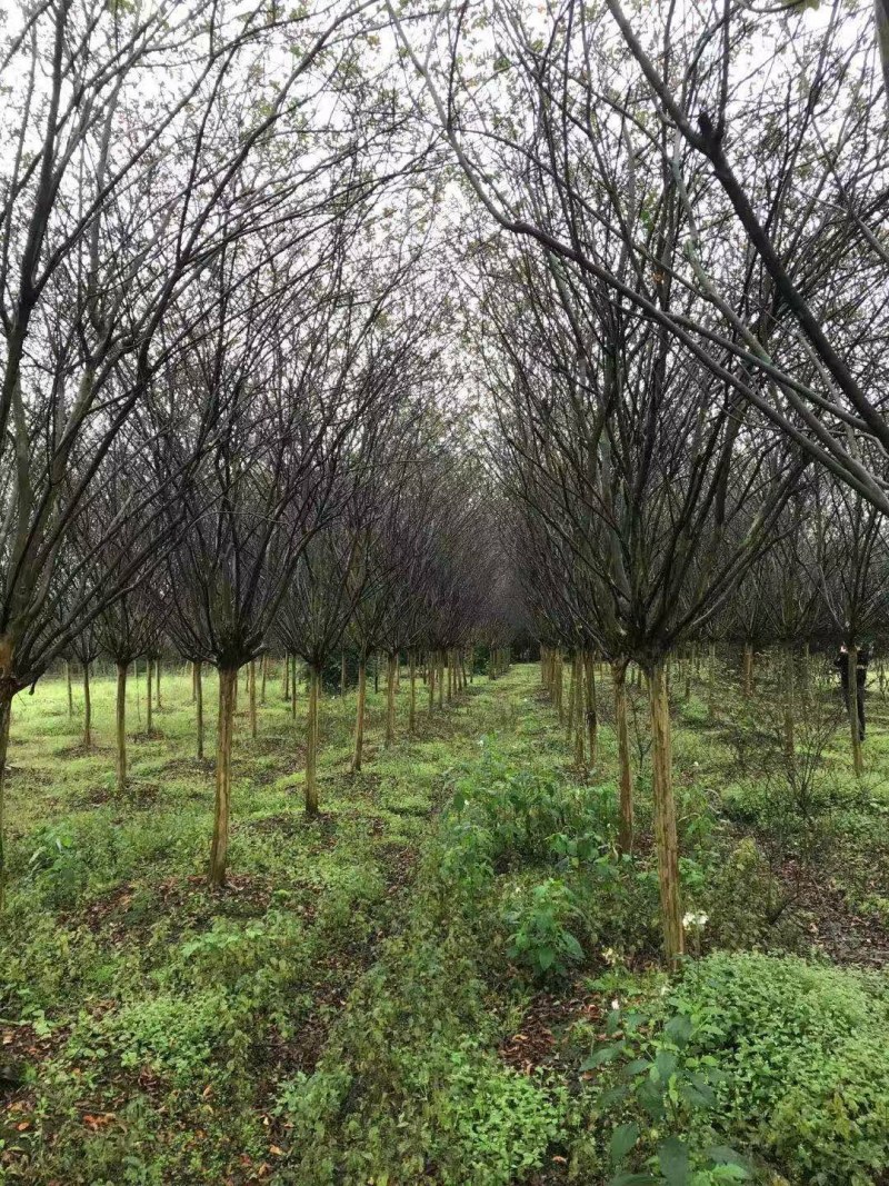 紫薇，川红紫薇，四川紫薇，大红紫薇基地直销