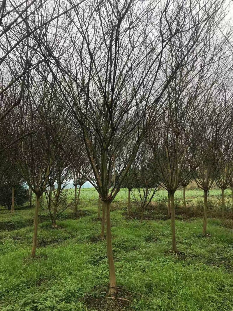 紫薇，川红紫薇，四川紫薇，大红紫薇基地直销