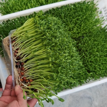 芽苗类，活体豌豆苗。