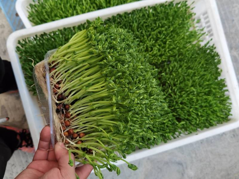 芽苗类，活体豌豆苗。