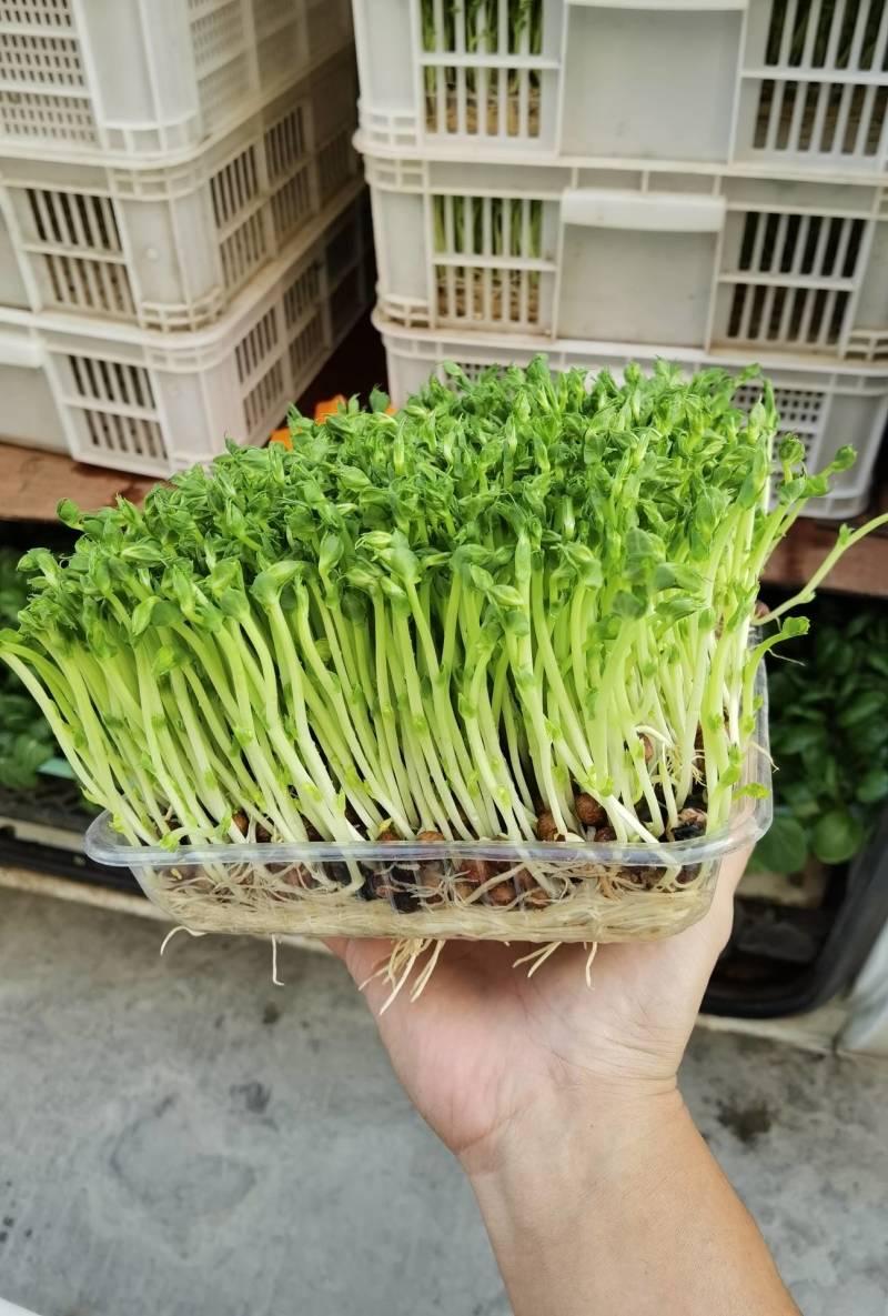 芽苗类，活体豌豆苗。