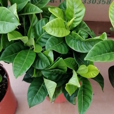 栀子花盆栽香味浓郁室内阳台好养花卉