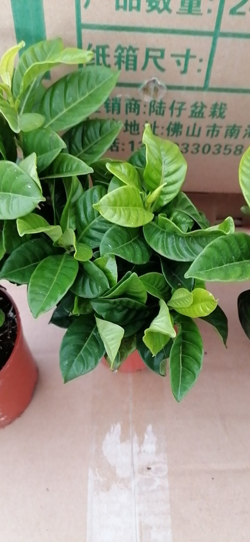 栀子花盆栽香味浓郁室内阳台好养花卉