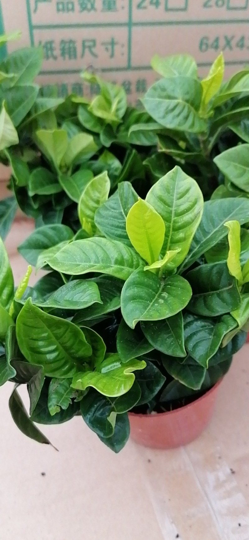 栀子花盆栽香味浓郁室内阳台好养花卉