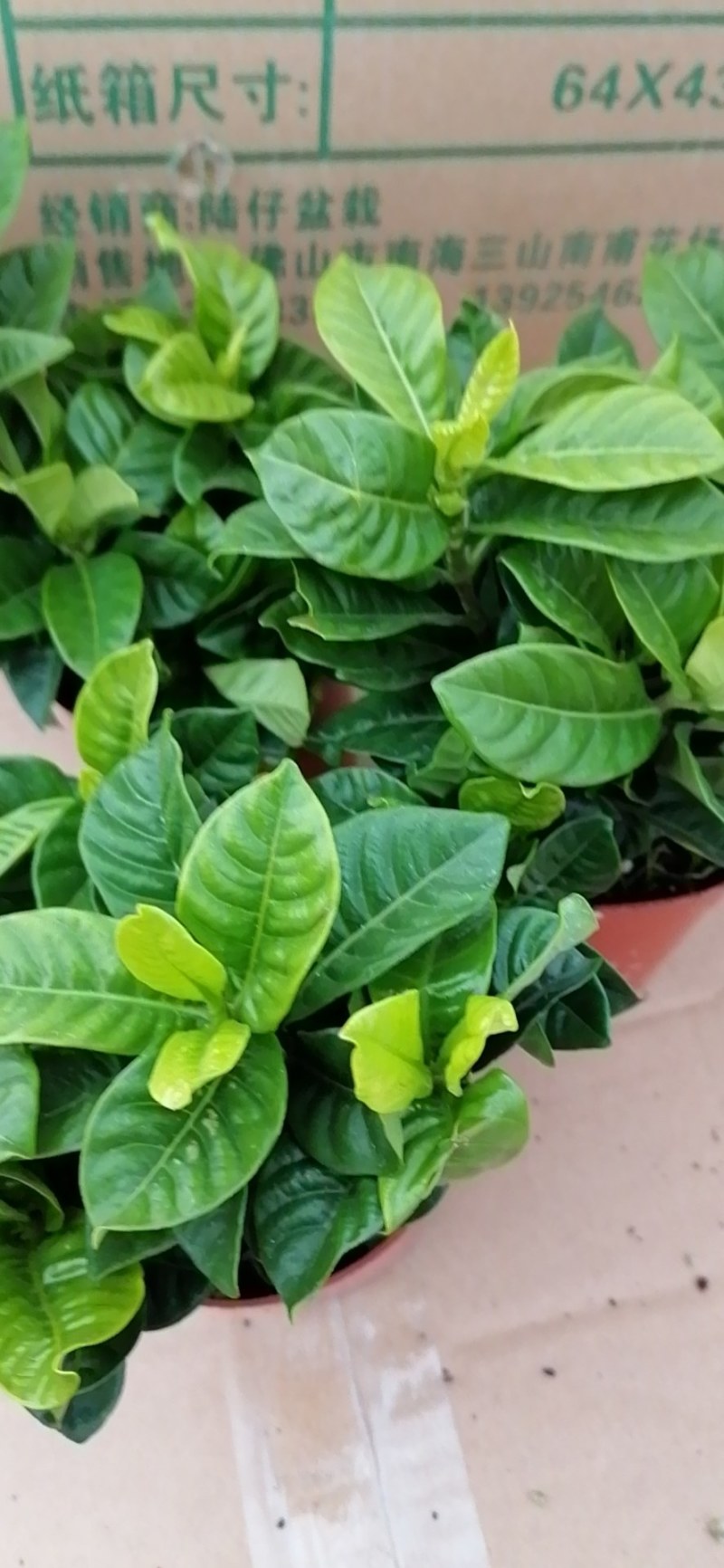 栀子花盆栽香味浓郁室内阳台好养花卉