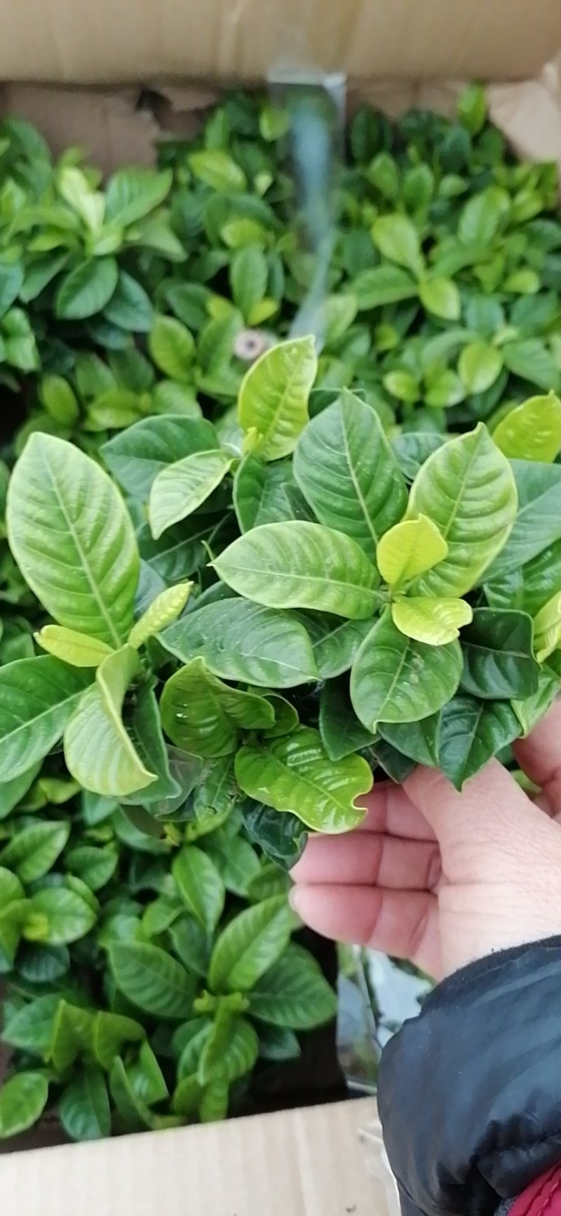 栀子花盆栽香味浓郁室内阳台好养花卉