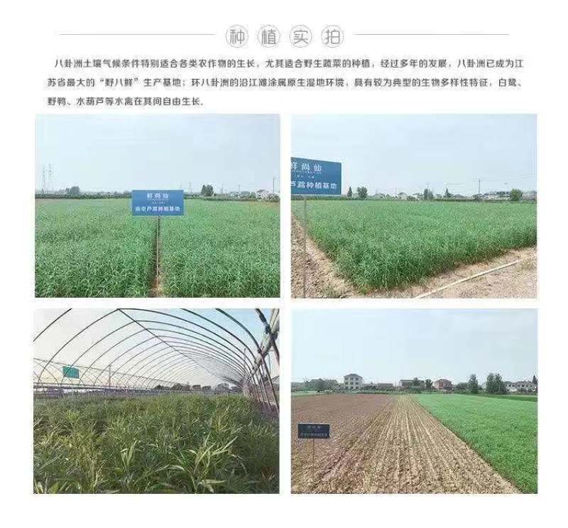 一件代发【八卦洲芦蒿】安徽南京芦蒿新鲜采摘优质蔬菜热卖中