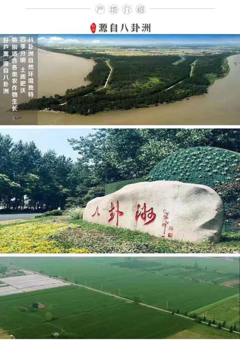 一件代发【八卦洲芦蒿】安徽南京芦蒿新鲜采摘优质蔬菜热卖中
