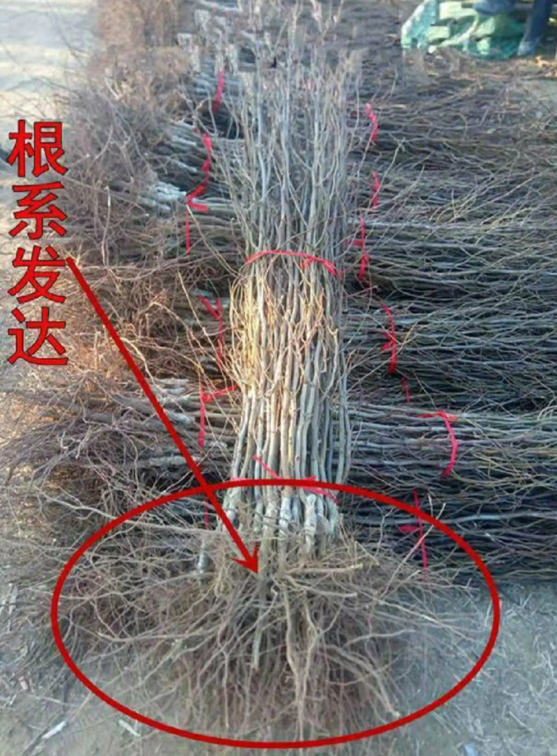 枣树苗蟠枣苗基地直发成活率高假一赔十签约合同