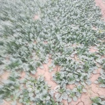 菠菜，菠菜趴地菠菜又黑又亮看到的老板联系我