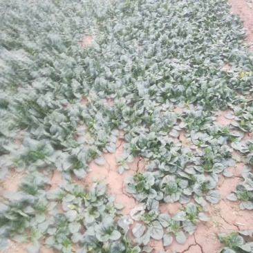 菠菜，菠菜趴地菠菜又黑又亮看到的老板联系我