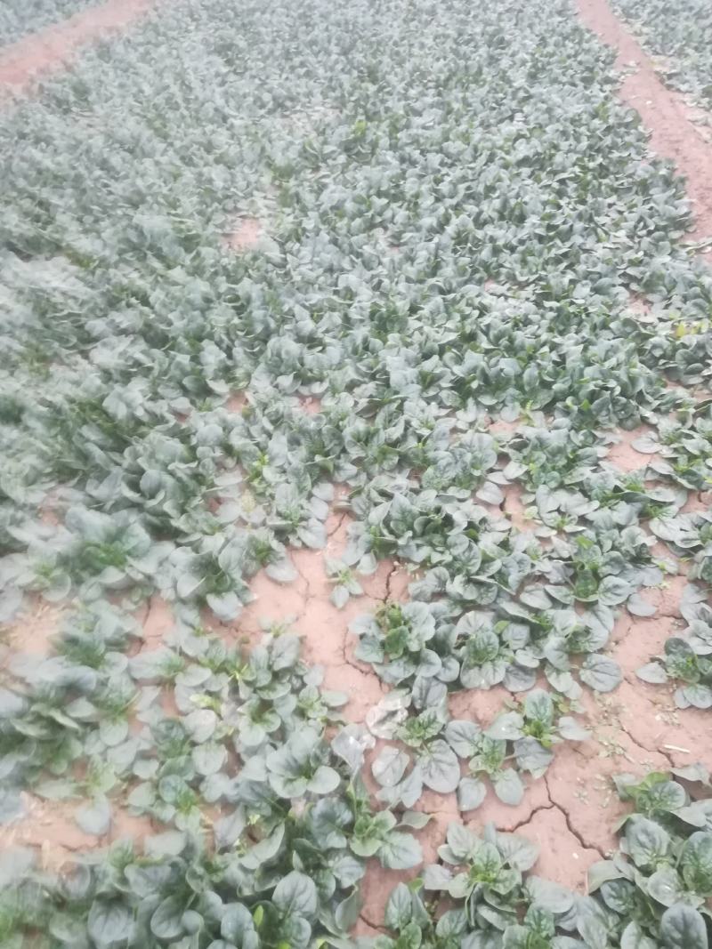 菠菜，菠菜趴地菠菜又黑又亮看到的老板联系我
