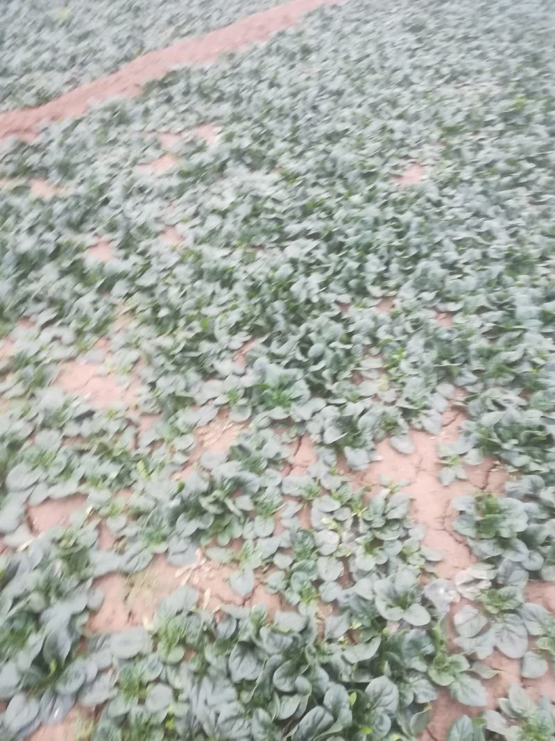 菠菜，菠菜趴地菠菜又黑又亮看到的老板联系我