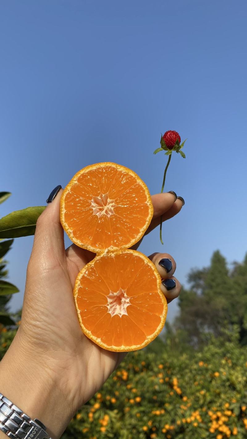 【热卖】湖北特早蜜橘产地直发一手货源，价格便宜，诚信经营