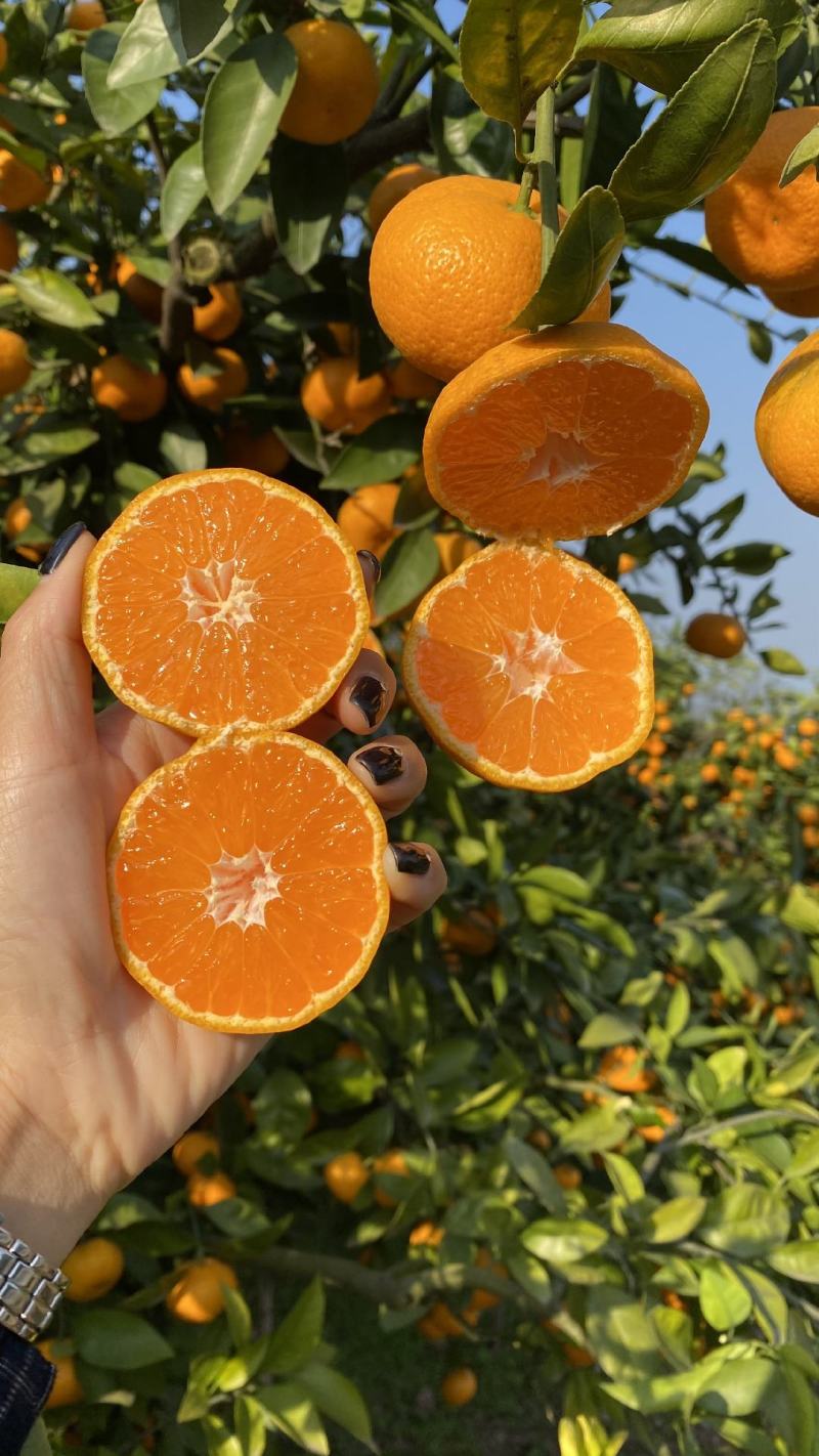 【热卖】湖北特早蜜橘产地直发一手货源，价格便宜，诚信经营