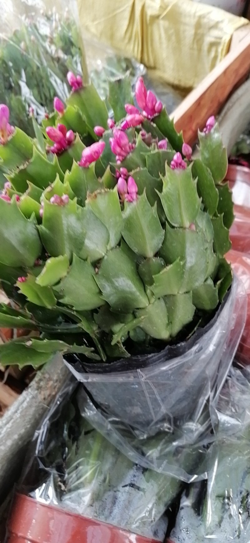 蟹爪兰盆栽室内阳台绿植多色花卉多肉植物四季开