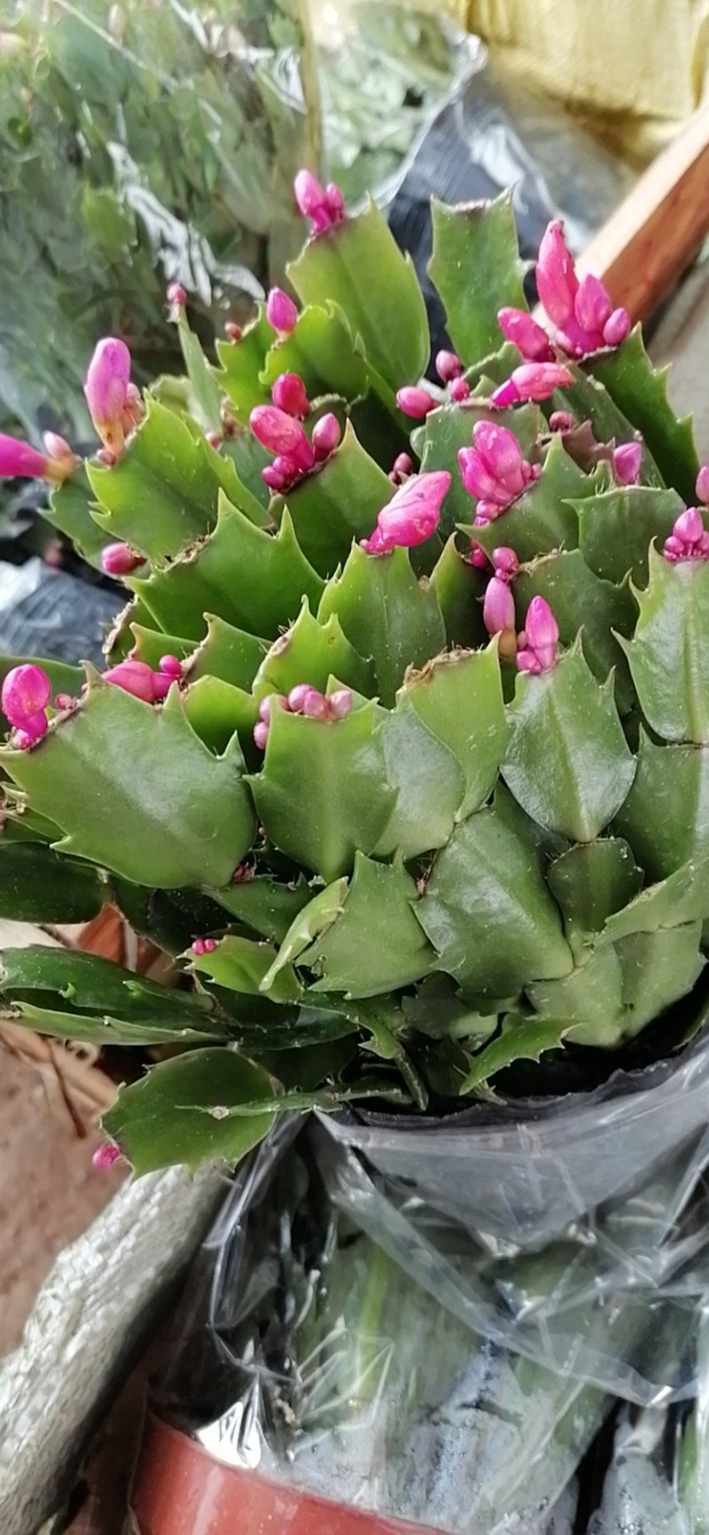 蟹爪兰盆栽室内阳台绿植多色花卉多肉植物四季开