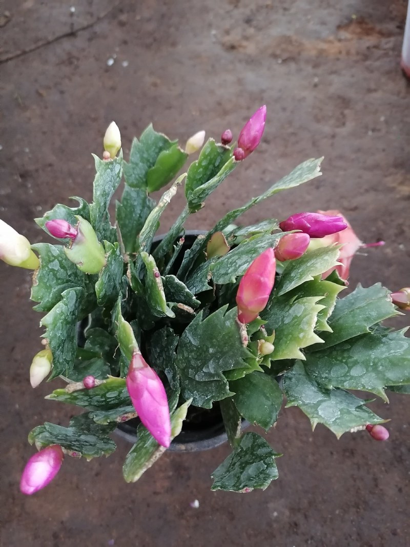蟹爪兰盆栽室内阳台绿植多色花卉多肉植物四季开