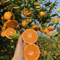 云南特早蜜橘产地发货，一手货源，主供电商平台，商超，市场