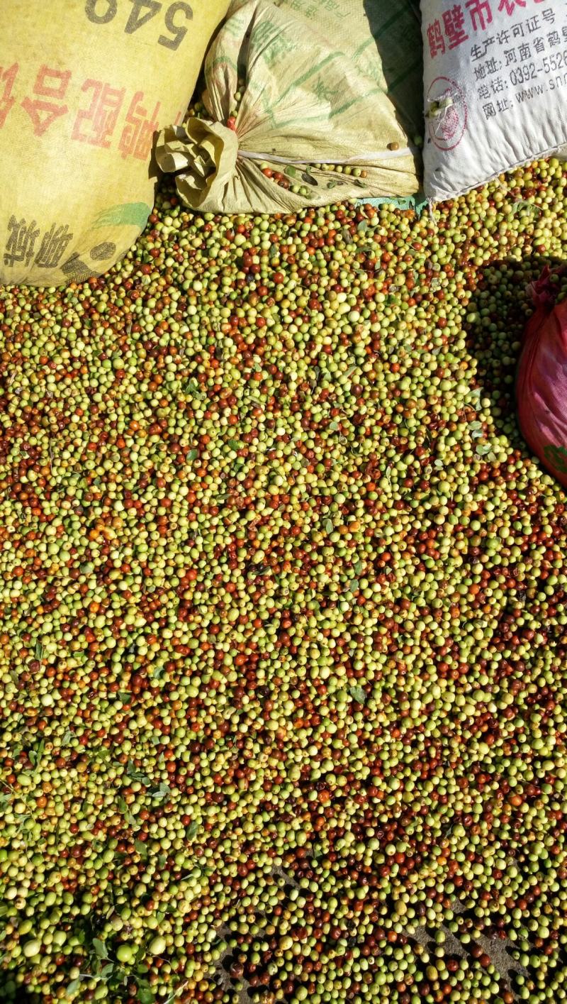 2021酸枣太行山野生酸枣鲜货出仁率高
