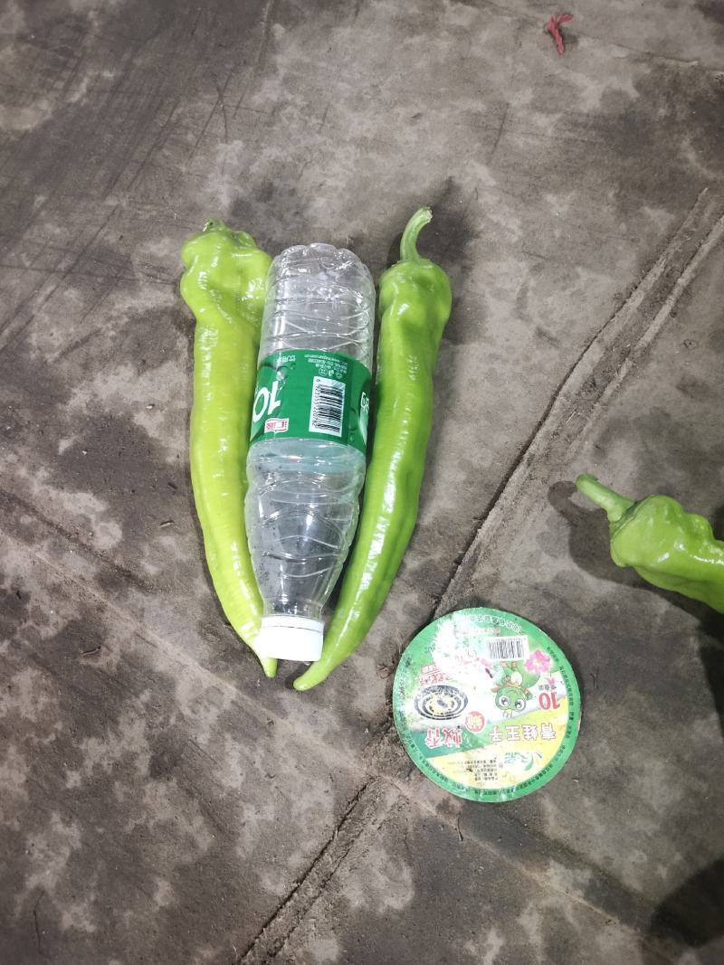 辽宁鞍山鲜辣椒尖椒15~20厘米中辣一手货源诚信经营