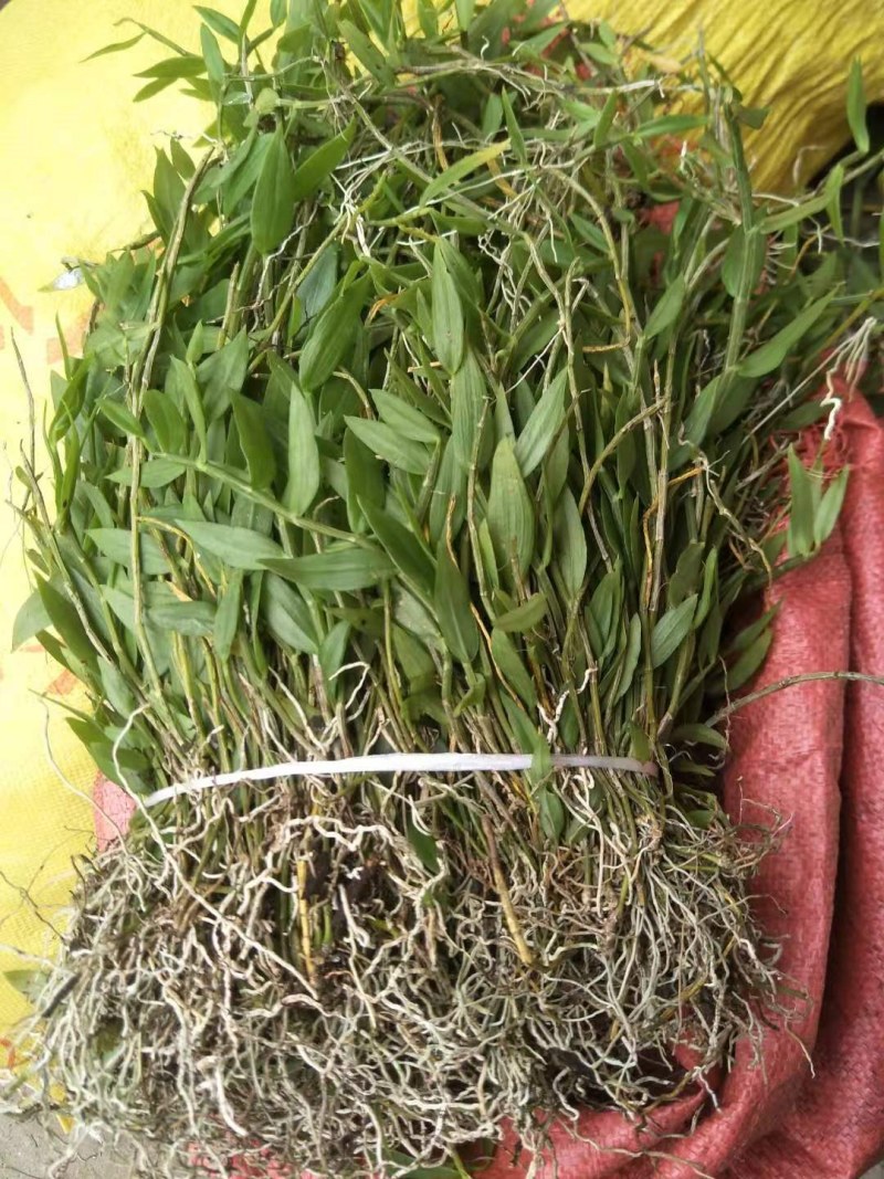 美花石斛，小黄草批发有货
