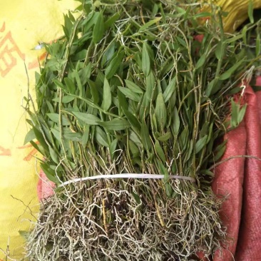 美花石斛，小黄草批发有货
